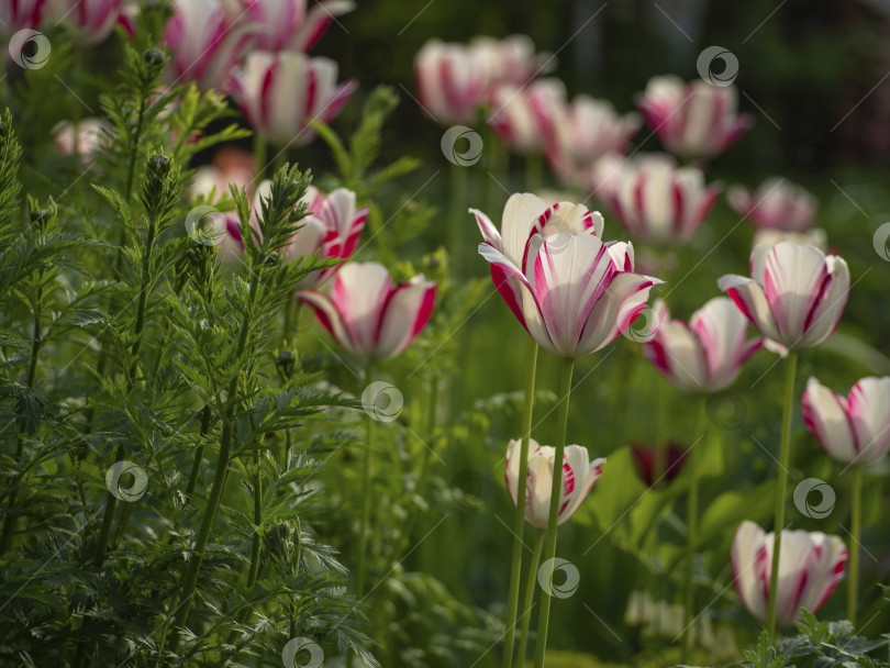 Скачать Естественный цветочный фон. Рассеянные розовые и белые цветы тюльпаны и сочная темно-зеленая трава на весенней лужайке в саду фотосток Ozero