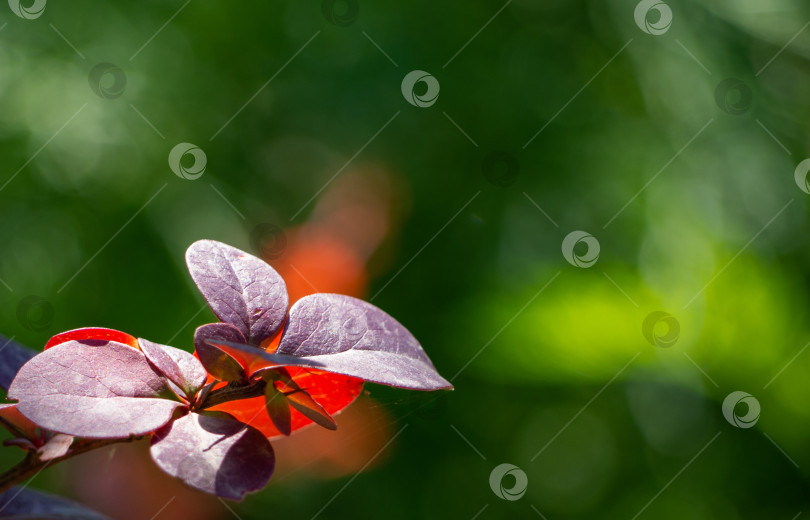 Скачать Ярко-фиолетовые листья на размытом естественном зеленом фоне. фотосток Ozero