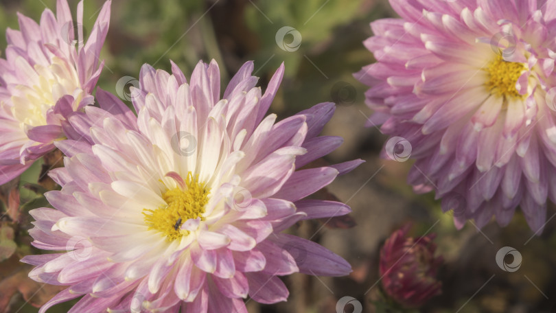 Скачать Крупный план бледно-розовых цветов хризантемы. Бледно-розовые цветы на размытом фоне. Красивые хризантемы в осеннем саду. Атмосферный осенний цветочный фон. Поздравительная открытка на День матери фотосток Ozero