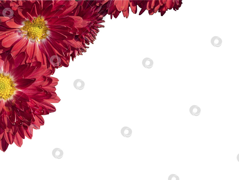 Скачать Букет из красных хризантем, выделенных на белом фоне. Изолированная цветочная рамка для поздравительных открыток на День Святого Валентина, Международный женский день, День матери, День рождения фотосток Ozero