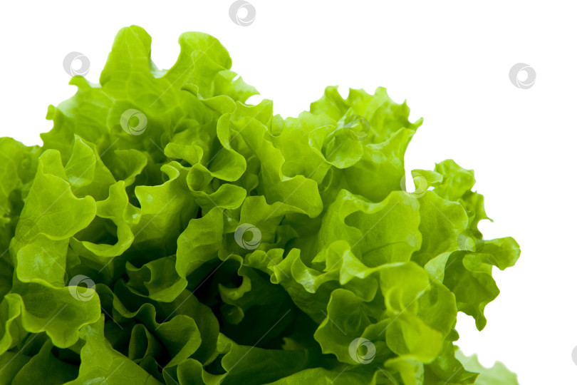 Скачать листовой салат-латук крупным планом фотосток Ozero