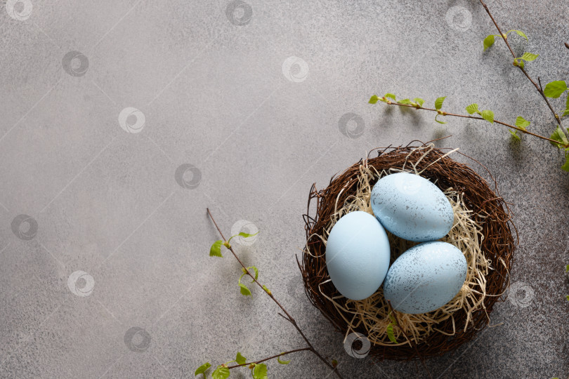 Скачать Пасхальные голубые яйца в гнезде и весенние березовые веточки на сером фоне. фотосток Ozero
