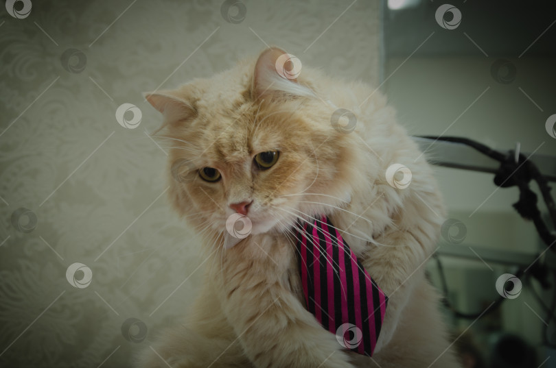 Скачать красивый кот в галстуке с зелеными глазами фотосток Ozero