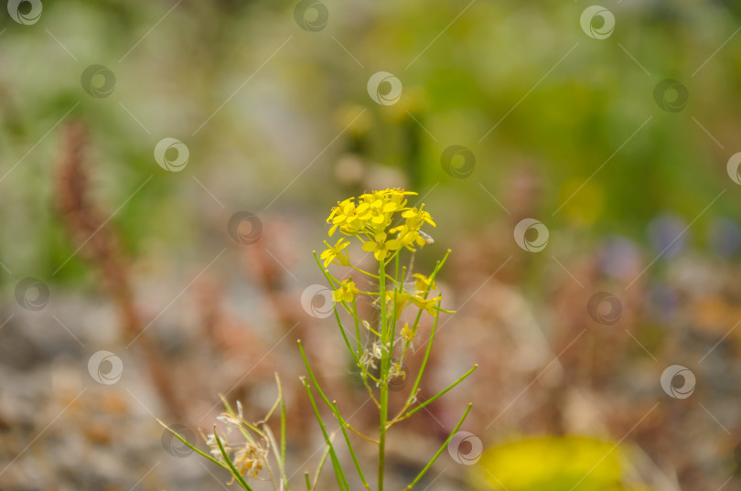 Скачать желтые полевые цветы на размытом фоне фотосток Ozero