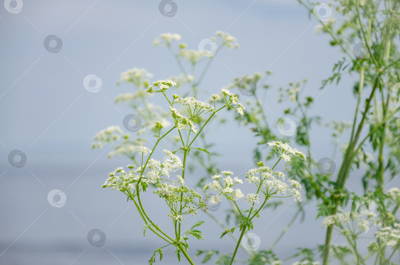 Скачать полевое растение с белыми мелкими цветами на фоне голубого неба фотосток Ozero