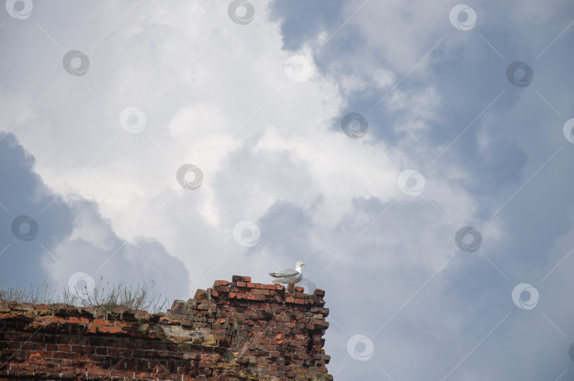 Скачать чайка на скале на фоне неба фотосток Ozero