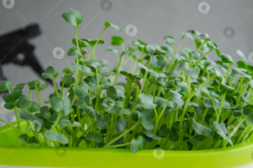 Скачать микрозелени из семян дайкона для выращивания салата-латука фотосток Ozero