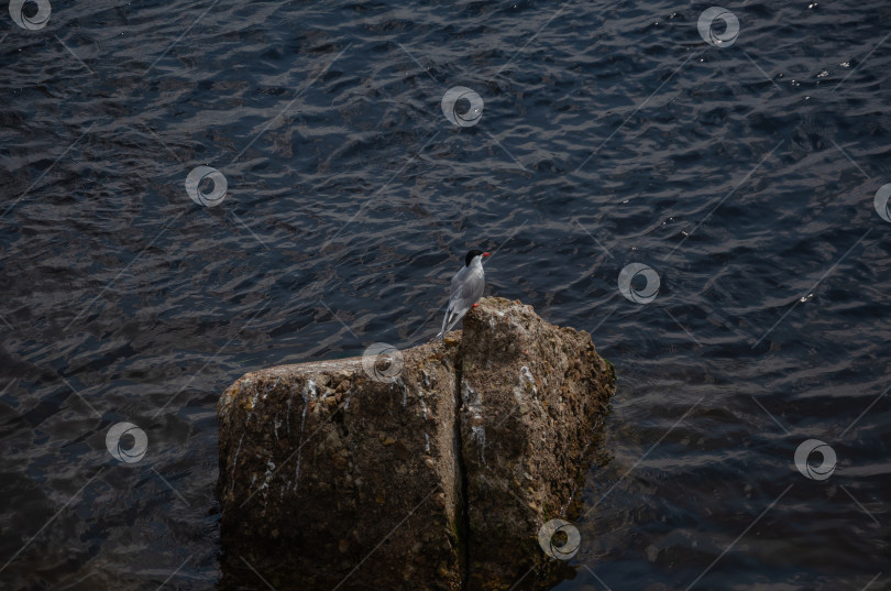 Скачать чайка на камне посреди воды. фотосток Ozero