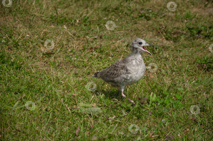 Скачать птенец чайки бегает по траве фотосток Ozero