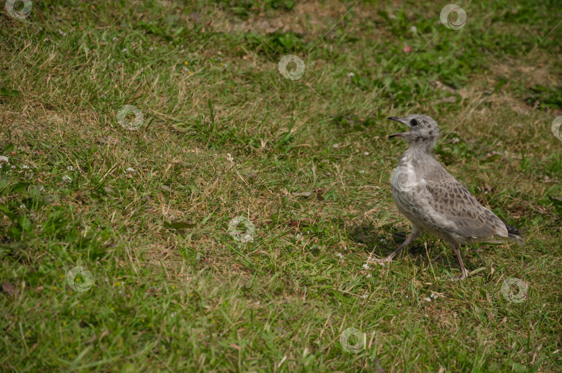 Скачать птенец чайки бегает по траве фотосток Ozero