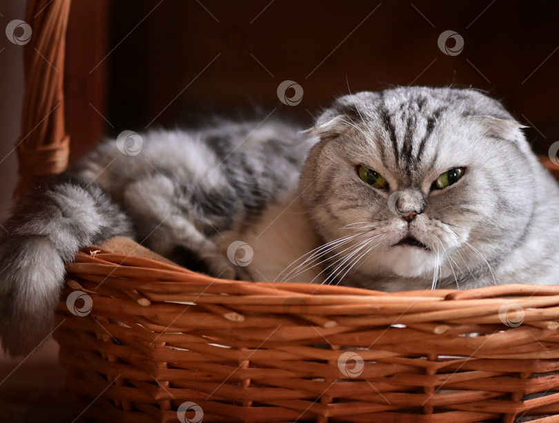 Скачать Симпатичный кот Скоттиш-фолд в корзинке. фотосток Ozero