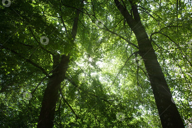 Скачать солнечным летом густой лиственный лес фотосток Ozero