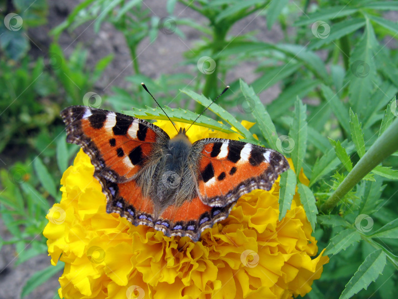 Скачать яркое насекомое-бабочка на бутоне цветка фотосток Ozero