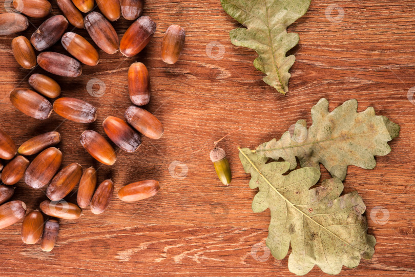 Скачать Спелые дубовые желуди на деревянном фоне и листья дуба фотосток Ozero