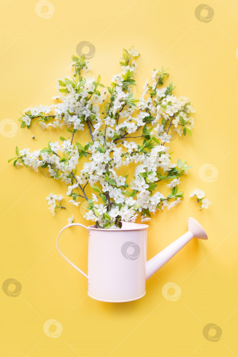 Скачать Букет белых цветов цветущего фруктового дерева в декоративной лейке. Концепция весеннего озеленения. фотосток Ozero