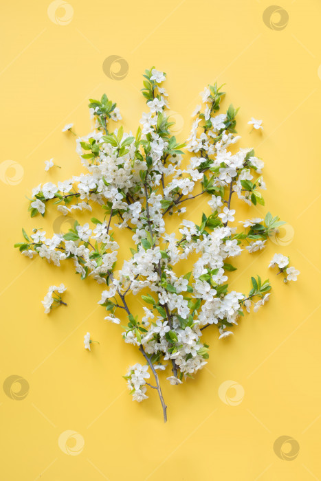 Скачать Креативный весенний букет из белых цветущих ветвей на ярко-желтом фоне. Цветочный узор. Лежал плашмя. фотосток Ozero