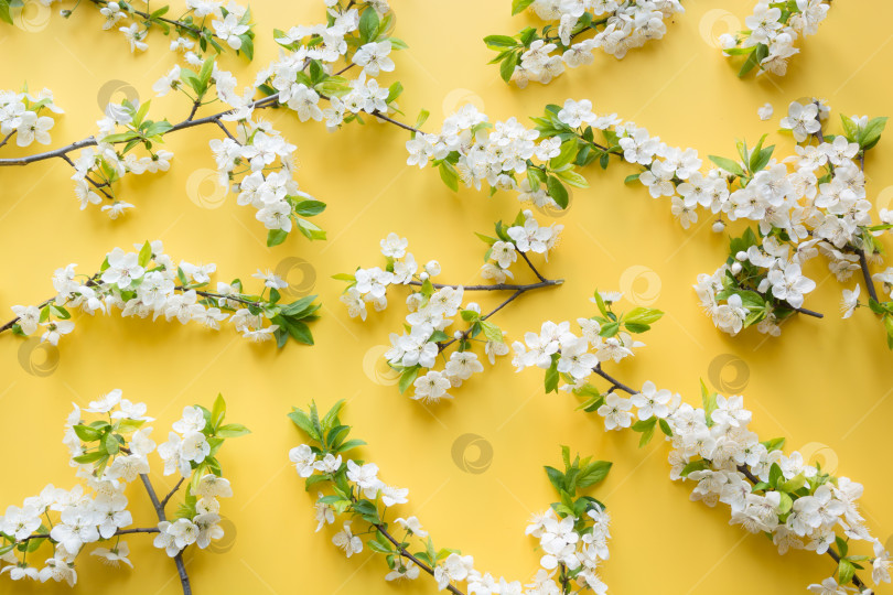 Скачать Креативный весенний макет, весенне-белые цветущие ветви на ярко-желтом фоне. Цветочный узор. Лежал плашмя. фотосток Ozero