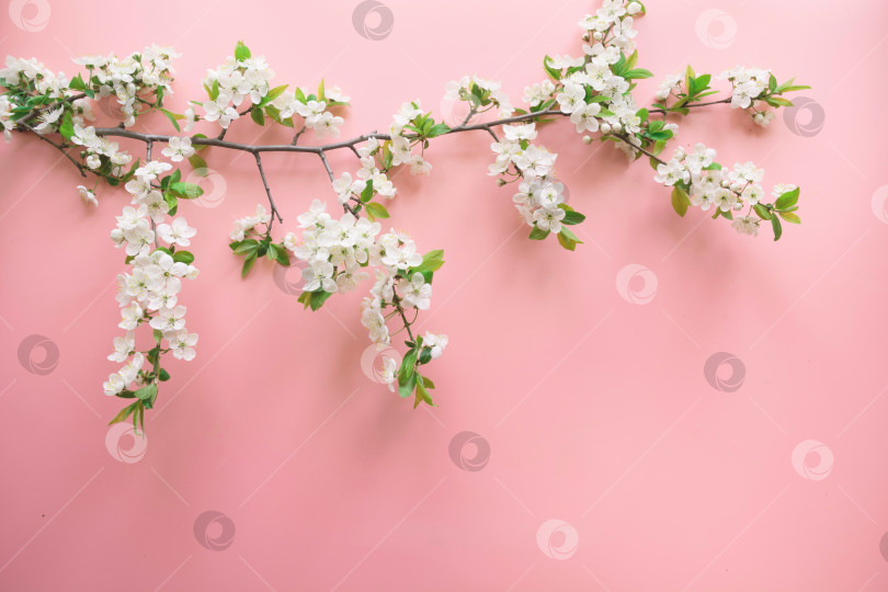Скачать Кайма весенних белых плодов расцветает на розовых ветвях. Цветочный узор. Вид сверху, плоская местность. фотосток Ozero