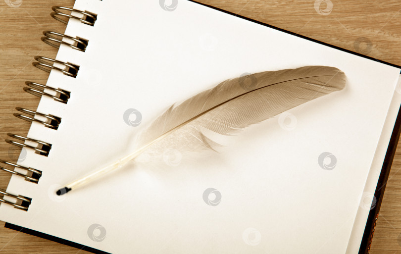 Скачать птичье перо в виде ручки на белом блокноте фотосток Ozero