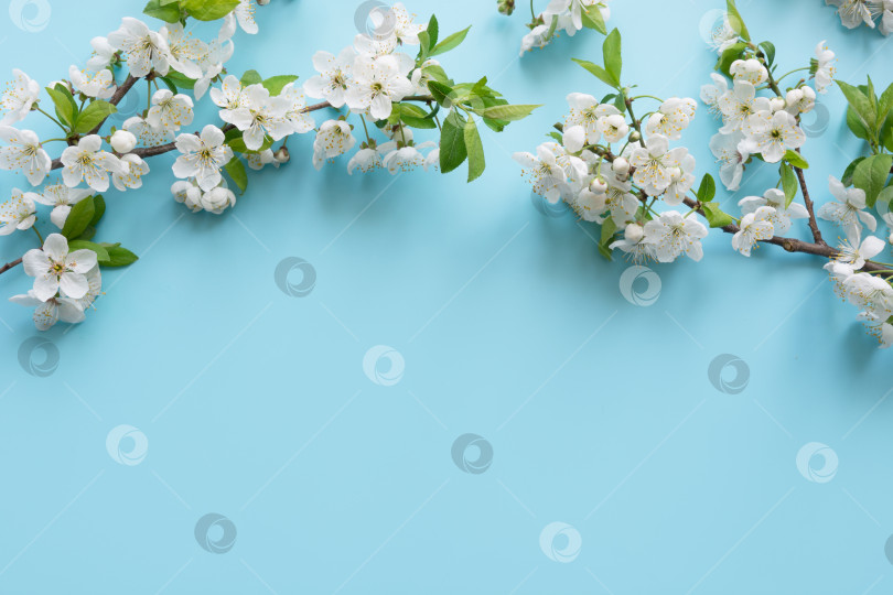 Скачать Кайма из весенне-белых цветущих ветвей на пастельно-голубом фоне. Цветочный узор. Место для текста. фотосток Ozero