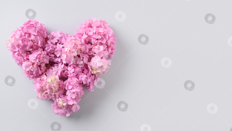 Скачать Праздничная открытка ко дню Святого Валентина с розовыми цветами гортензии в форме сердца на сером фоне. Концепция любви. Жадная карточка. фотосток Ozero