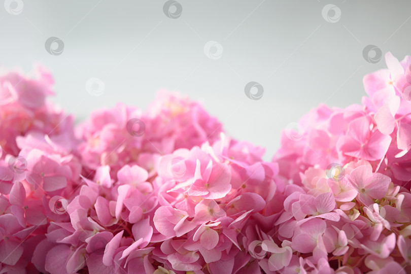 Скачать Праздничная рамка с розовой гортензией. Цветочная композиция с пробелом для копирования на сером фоне. фотосток Ozero