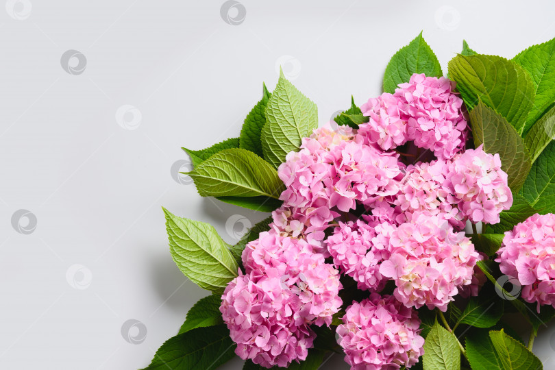 Скачать Свежий розовый цветок гортензии на сером фоне. Поздравительная открытка. фотосток Ozero