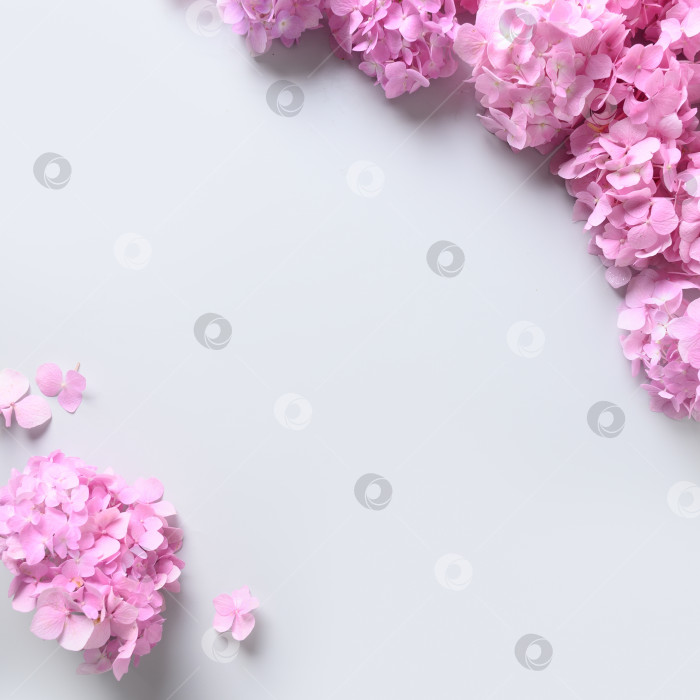 Скачать Розовые цветы гортензии в квадратной рамке на сером фоне. Поздравительная открытка. фотосток Ozero