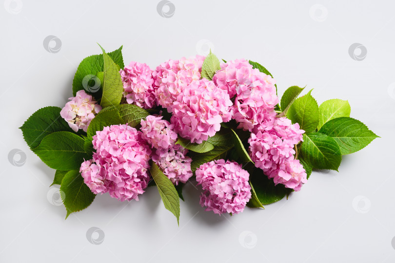Скачать Композиция из свежих розовых цветов гортензии на сером фоне. Поздравительная открытка. фотосток Ozero