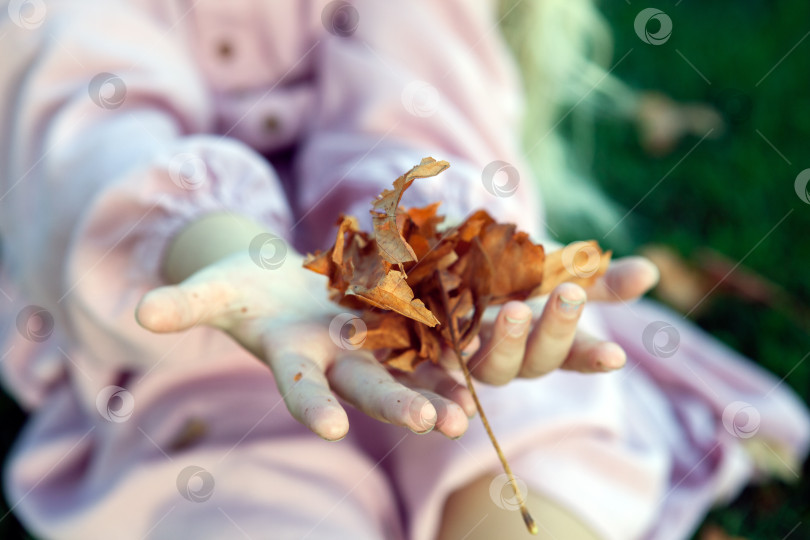 Скачать детские руки держат сухие осенние листья фотосток Ozero