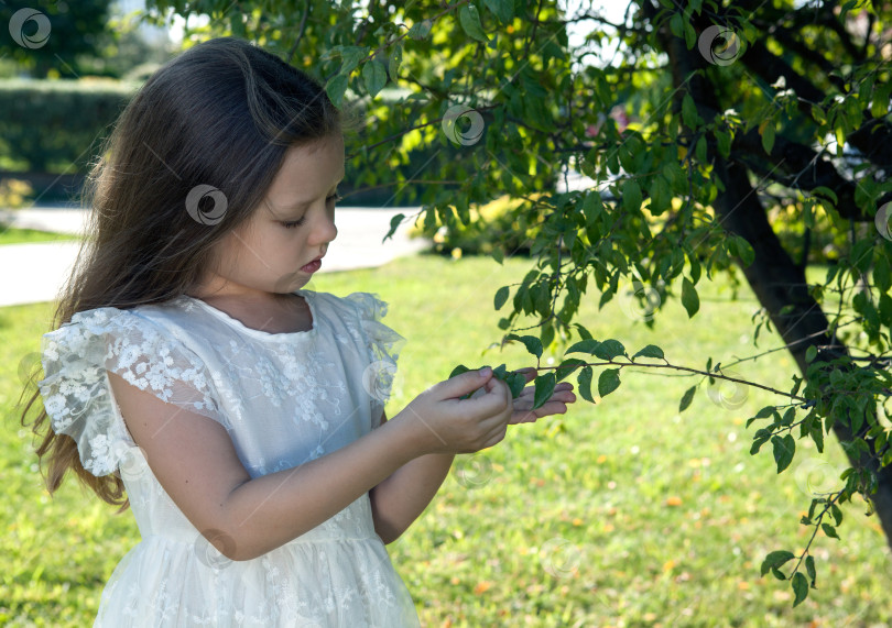 Скачать маленькая девочка в белом платье исследует листья возле дерева природа фотосток Ozero