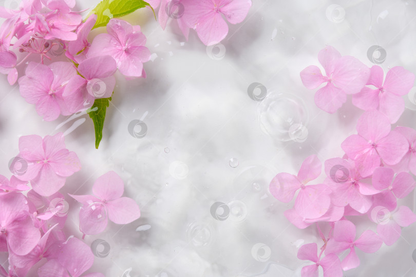 Скачать Романтический, мягкий и красивый узор на фоне розовых цветов гортензии фотосток Ozero