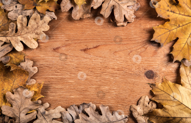 Скачать листва осенних листьев на деревянном фоне в виде рамки фотосток Ozero