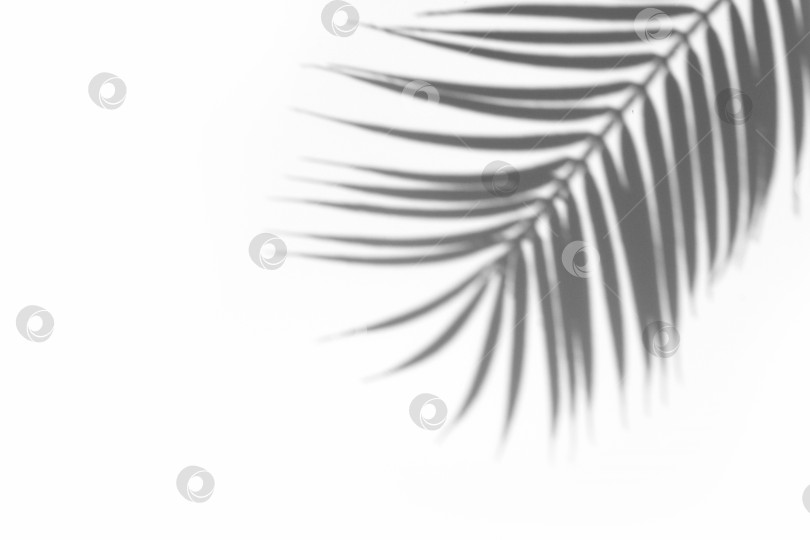 Скачать Тень пальмового листа на белом фоне. Абстрактная нейтральная тропическая концепция. Наложение тени. Пространство для копирования. фотосток Ozero