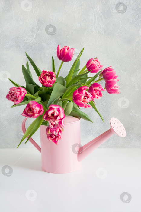 Скачать Декоративная лейка с розовыми тюльпанами. Концепция садоводства. фотосток Ozero