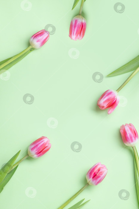Скачать Розовые тюльпаны в рамке на зеленом фоне. Место для текста. Весенний цветочный узор. Вид сверху. фотосток Ozero