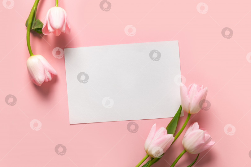 Скачать Розовые тюльпаны и пустая поздравительная открытка в поддержку пастельно-розового цвета. Вид сверху с местом для копирования. День матери. фотосток Ozero