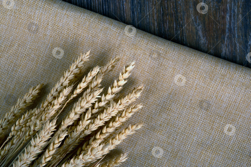 Скачать букет из колосьев пшеницы на мешковине и деревянном столе фотосток Ozero