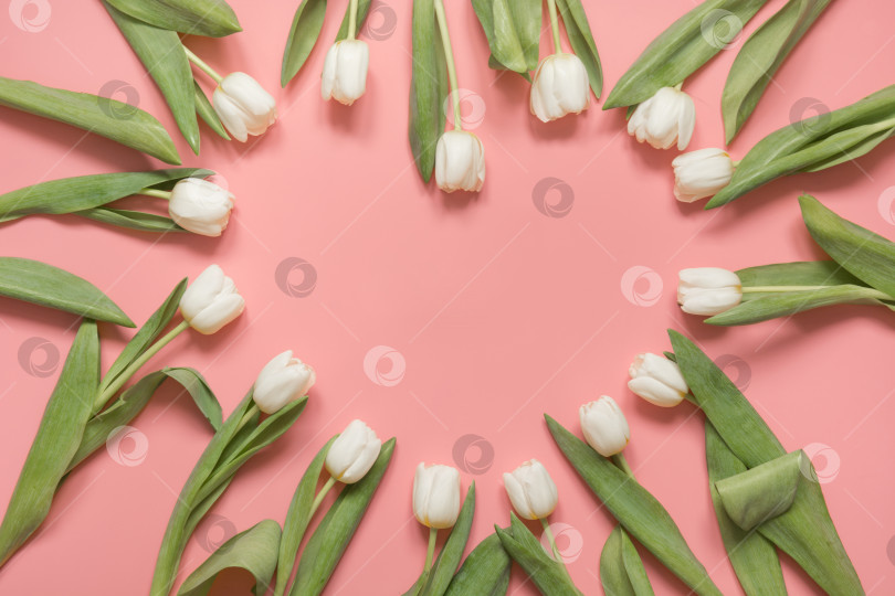 Скачать Белый тюльпан в виде сердечка на тысячелетнем розовом фоне. Вид сверху. фотосток Ozero
