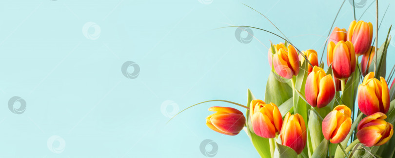 Скачать Букет красных и желтых цветов тюльпана на синем фоне. фотосток Ozero
