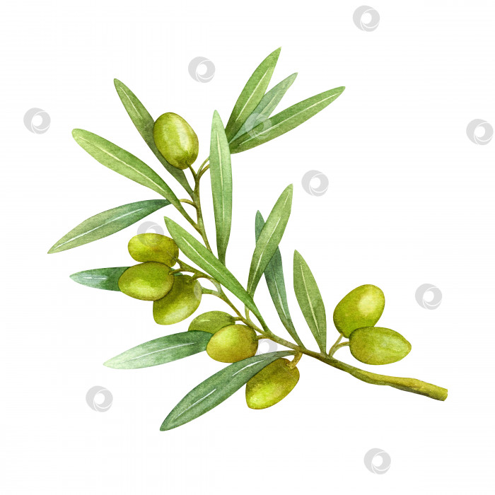 Скачать Оливковая ветвь с плодами, акварельная иллюстрация. Зеленая ветка. фотосток Ozero