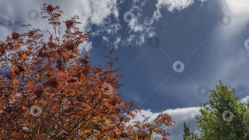 Скачать Ветви деревьев на фоне голубого неба и облаков фотосток Ozero