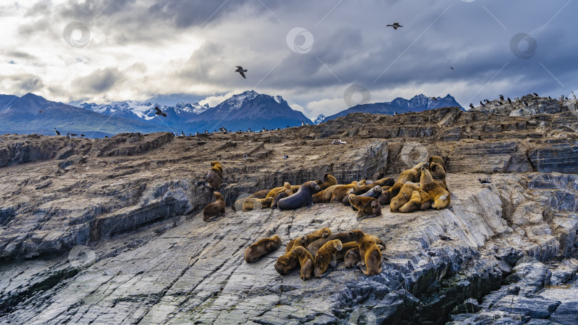 Скачать Группа морских львов расположилась на отдых фотосток Ozero