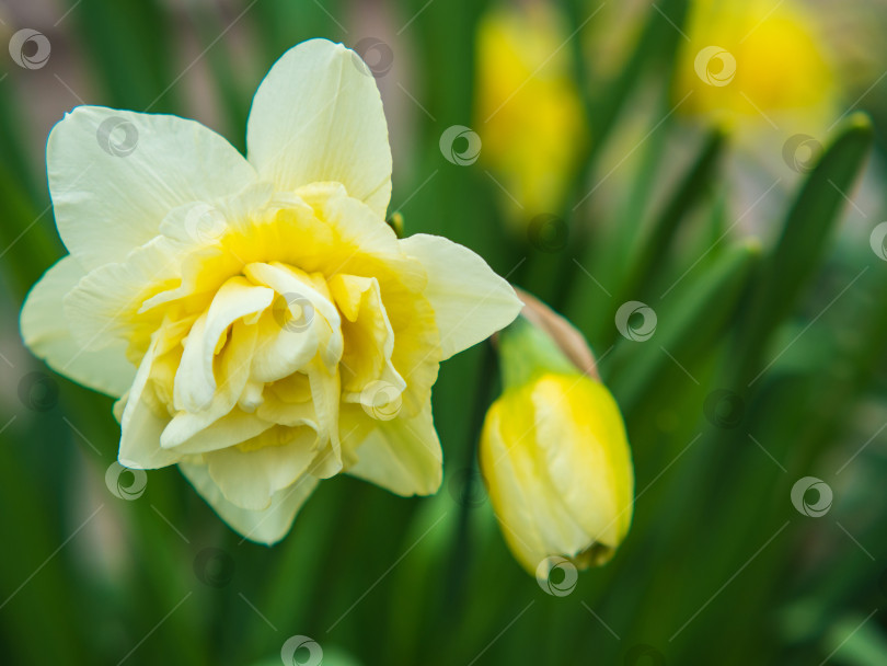 Скачать Удивительный махровый желтый нарцисс в лучах утреннего солнца. Идеальное изображение для весеннего фона, цветочного пейзажа. Весенние цветы первоцветы-желто-белый цветок нарцисса в зеленом саду фотосток Ozero