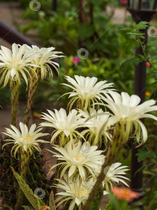 Скачать Цветущий кактус со множеством крупных белых цветов в летнем саду. Крупный план изящных цветов кактуса фотосток Ozero
