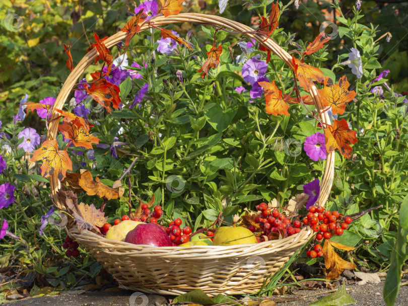 Скачать Осенний натюрморт с органическими фруктами фотосток Ozero