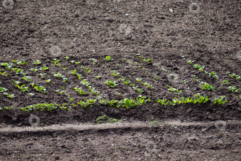 Скачать Грядка с зелеными ростками растений на фоне черной земли фотосток Ozero