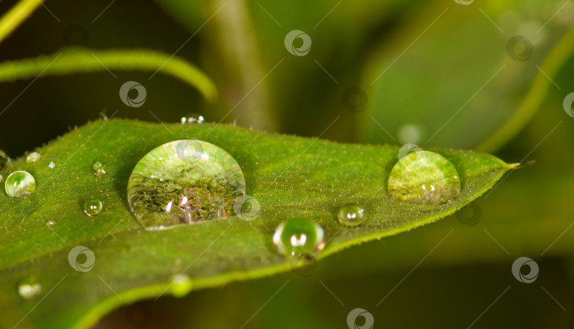 Скачать Капли дождя на листьях крупным планом фотосток Ozero