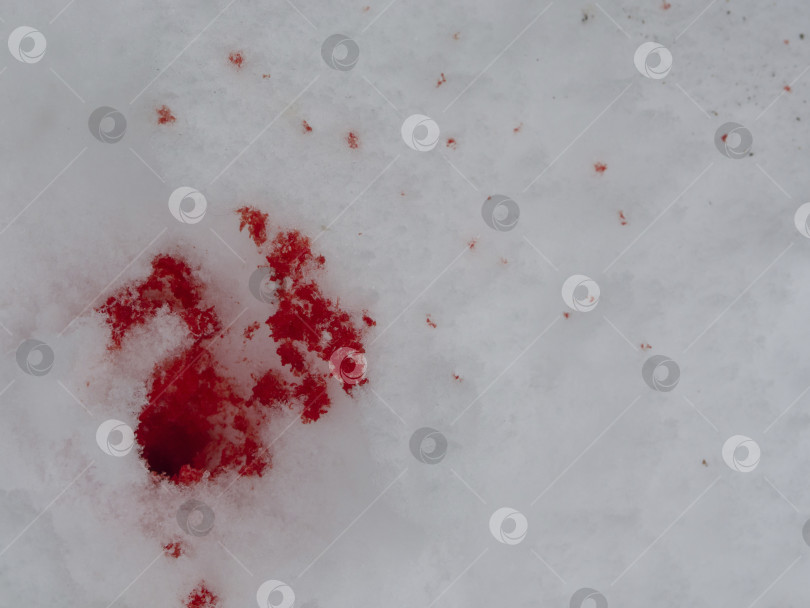 Скачать Красная кровь на белом снегу. Кровь на снегу после охоты на животных. Капли крови на фоне убийства на белом снегу фотосток Ozero