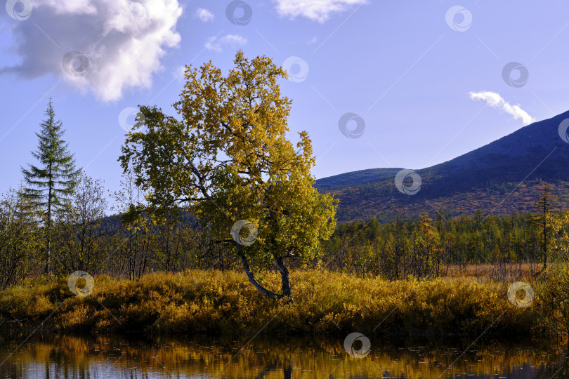 Скачать Дерево и облако. фотосток Ozero